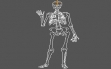 Логотип Roms Human Anatomy Series - Skeleton Bones Tutorial